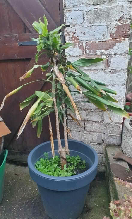 Photo of free Plant (Saint Leonards Ward EX2) #1