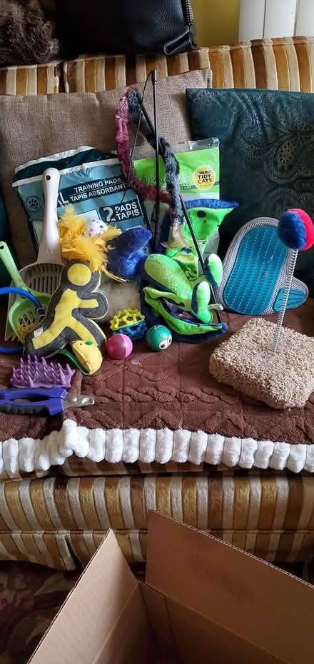 Photo of free Essentials for Cats (S.E. near Benning Rd Metro.) #4