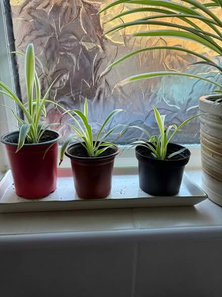 Photo of free Spider plants (Sutton Courtenay OX14) #1