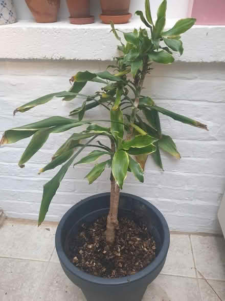 Photo of free House plant (Saint Leonards Ward EX2) #1