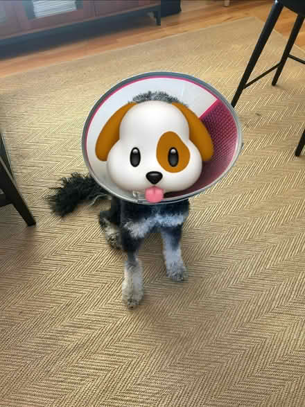 Photo of free 9’ x 12’ Sisal Rug (~1 mile from Michigan Stadium) #1