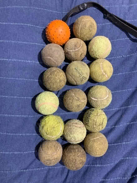 Photo of free Dog tennis balls (Buntingford SG9) #1
