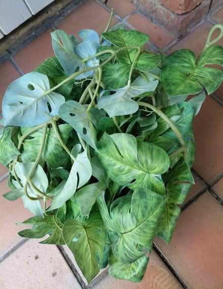 Photo of free Faux Cheese Plant Garland (St. Albans) #1