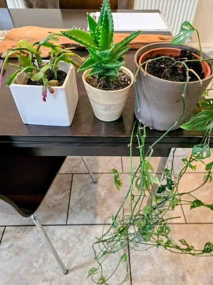 Photo of free 3 plants including pots (Prestwich, M25) #1