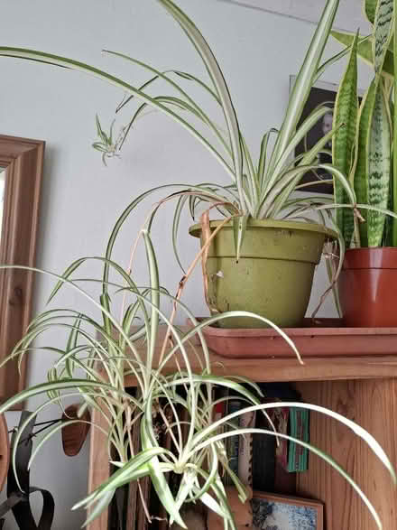 Photo of free Spider plants (Benhall GL51) #1