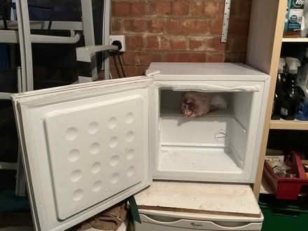 Photo of free Countertop Freezer (Harrogate HG1) #3