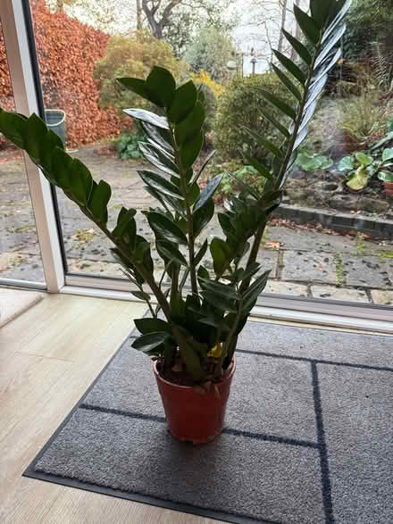 Photo of free ZZ Plant (Sevenoaks, near Station) #1