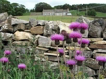Photo of free Seeds of melancholy thistle (Hallgarth LA9) #2