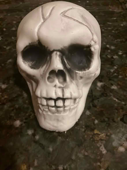 Photo of free Six inch skull (Havertown) #1