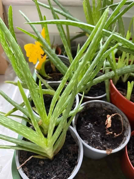 Photo of free Aloe Vera plants (Sevenoaks, near Station) #2