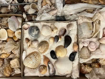 Photo of free Sea Shells, lots of sea shells (63130) #2