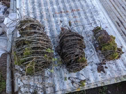 Photo of free Barbed wire (SY8) #1