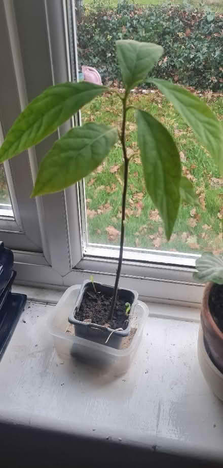 Photo of free Avocado plan shoot. (Priestwood RG42) #1