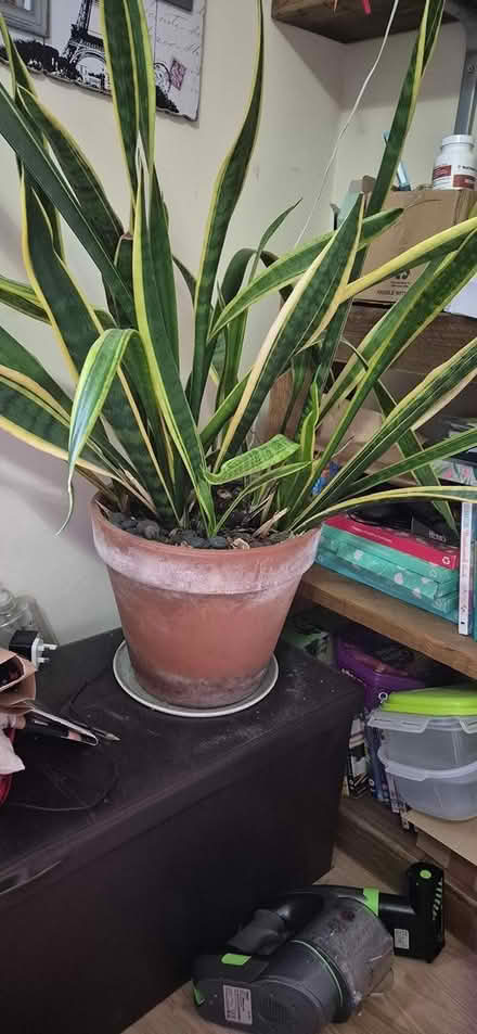 Photo of free Large house plant (Maidstone prison ME14) #1