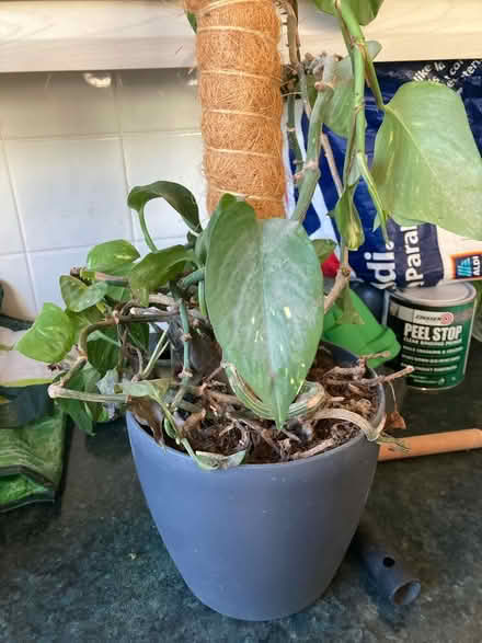 Photo of free Pothos plant (Rhwibina CF14) #1