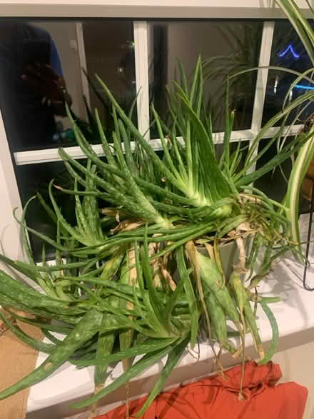 Photo of free Aloe Vera plants (North walbottle NE5) #1