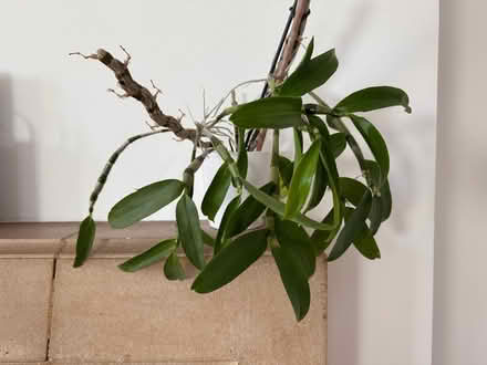 Photo of free house plants (Camden) #2