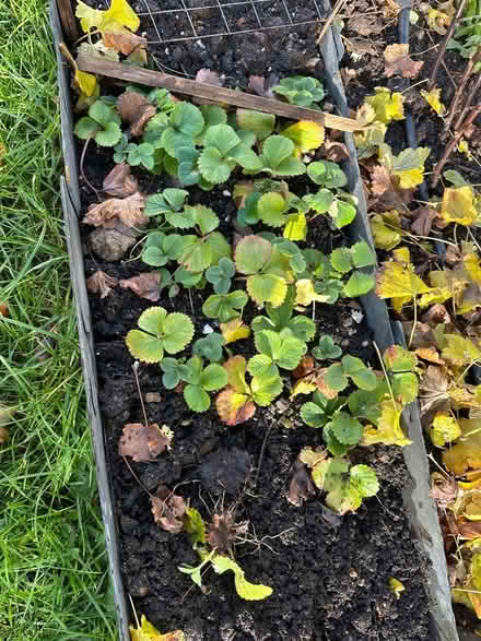 Photo of free Strawberry plants - lots of them (Peasedown St John) #1