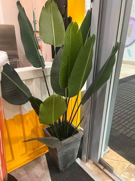 Photo of free Fake plants (The Chimes Shopping centre,UB8) #1