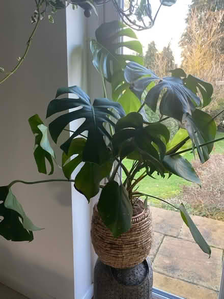 Photo of free Two indoor houseplants (HR4 8lg) #2