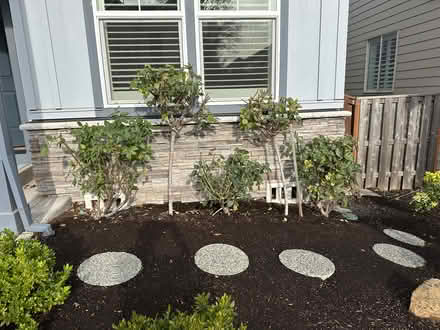 Photo of free 5 rose bushes still in ground (Newbeg) #2