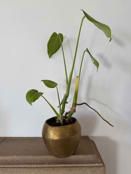 Photo of free house plants (Camden) #1