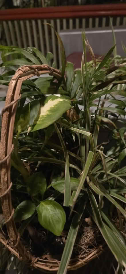 Photo of free 3 plants need a new home (20010, mt. pleasant) #1