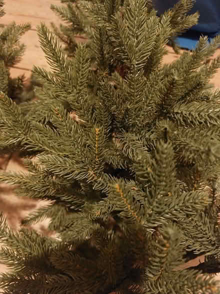 Photo of free Xmas tree - Artificial (New Malden KT3) #1