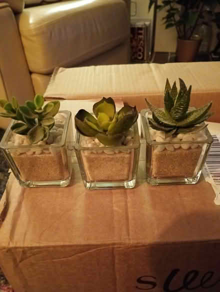 Photo of free Fake plants (Cowley Oxford) #1
