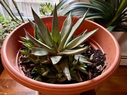 Photo of free Spider plant & aloe plant (large) (South Boston) #2