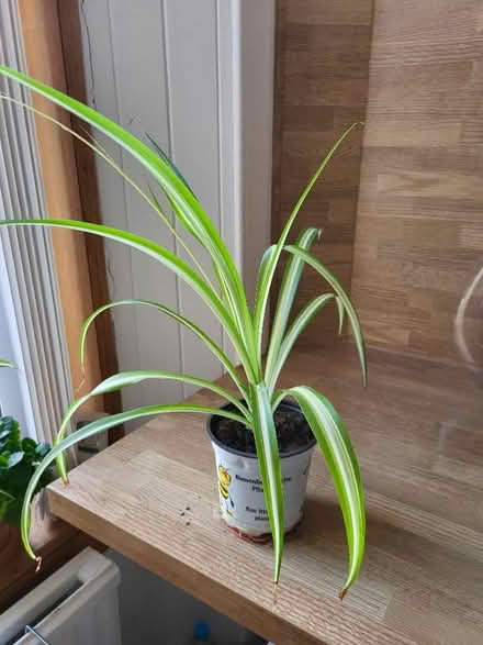 Photo of free House plants (Liberton EH16) #3