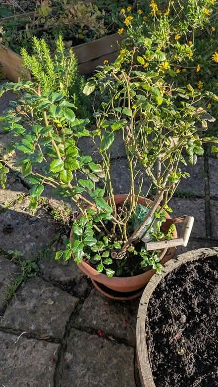 Photo of free Rose bush (Castlepoint BH8) #1