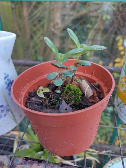 Photo of free Jade Plant (Roseacre ME15) #1