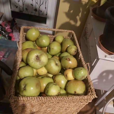 Photo of free Bramley cooking apples (Blackhall EH4) #1
