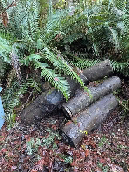Photo of free Maple and Alder (Woodinville) #1