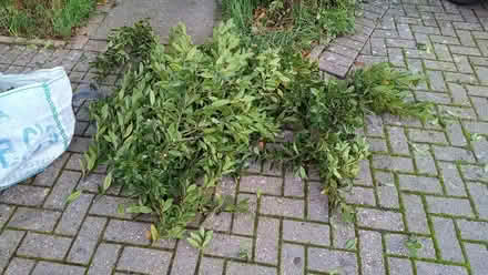 Photo of free Fresh bay leaves. (Storth LA7) #1