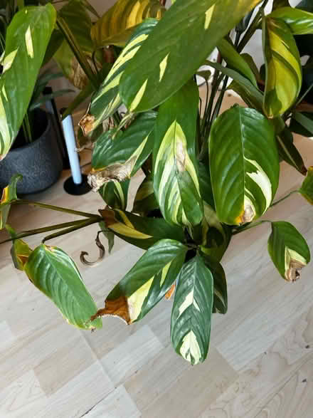 Photo of free House Plant (BA2) #1