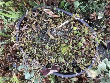 Photo of free Outdoors plants (Northwest Seattle, phinney) #2