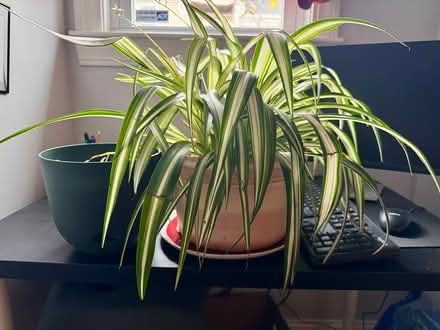 Photo of free Spider plant & aloe plant (large) (South Boston) #1