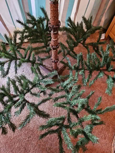 Photo of free Christmas Tree C - 6.5ft (Henbury BS10) #4