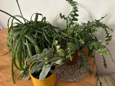 Photo of free Trio of houseplants (Musselburgh EH21) #1