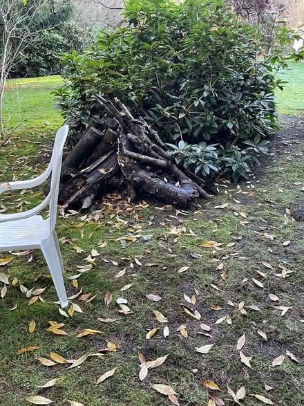 Photo of free Maple and Alder (Woodinville) #3