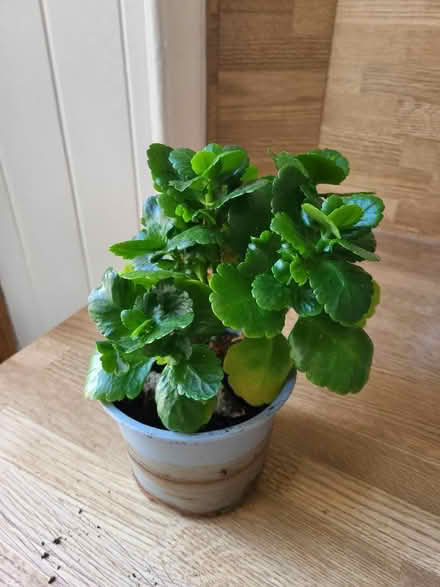 Photo of free House plants (Liberton EH16) #2