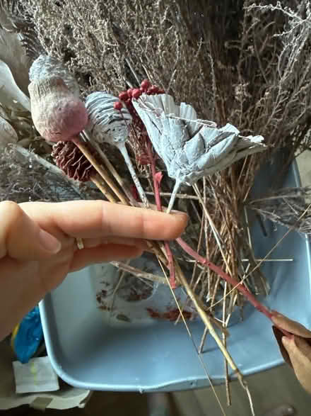 Photo of free Dried flowers and leaves (Pant SY10) #3