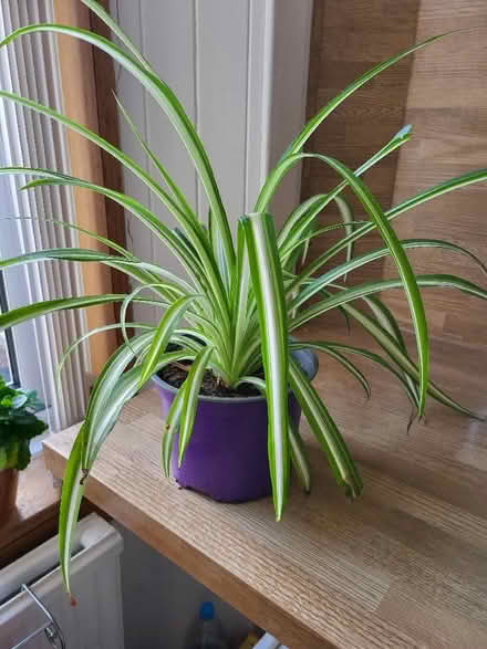 Photo of free House plants (Liberton EH16) #1