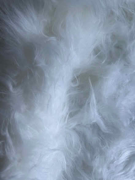 Photo of free Fluffy material (Great Totham CM9) #2