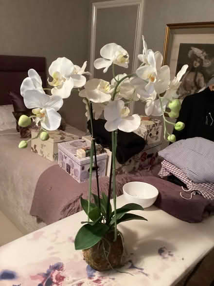 Photo of free Faux orchid (Old Windsor SL4) #1