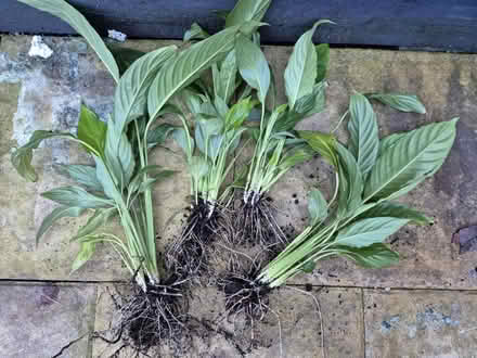 Photo of free Peace lily plants (Macclesfield) #1
