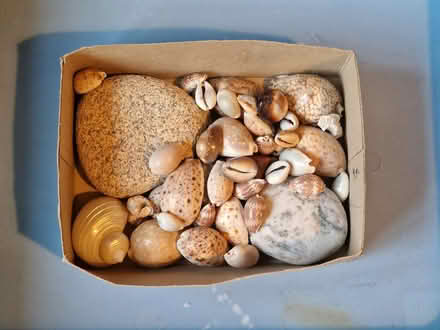 Photo of free Seashells and stones (Barton/Headington, OX3) #1