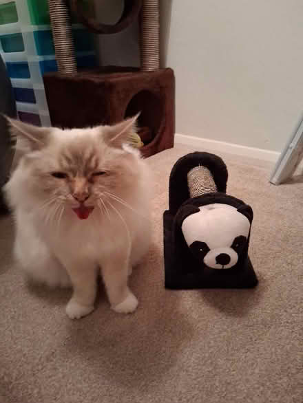 Photo of free Cat scratcher for kitten (Titchfield Common PO14) #1